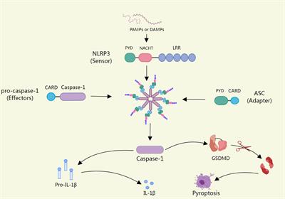 The relationship between atrial fibrillation and NLRP3 inflammasome: a gut microbiota perspective